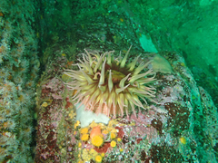 Cribrinopsis albopunctata