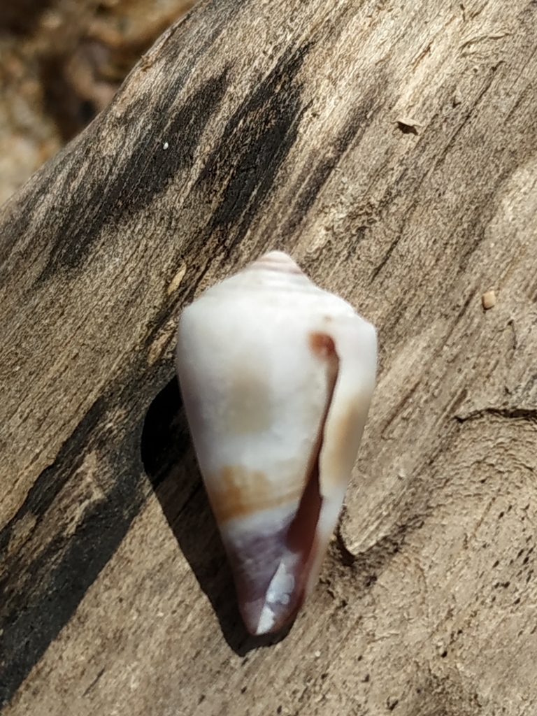 Conus muriculatus