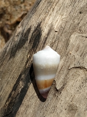 Conus muriculatus