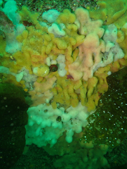 Cystodytes lobatus