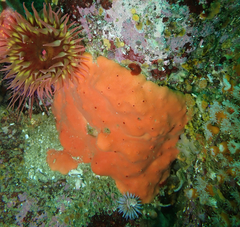 Dragmacidon mexicanum