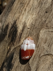 Orphanopusia patriarchalis