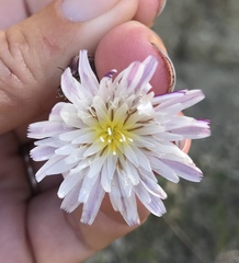 Malacothrix saxatilis tenuifolia