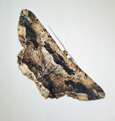 Coremecis nigrovittata