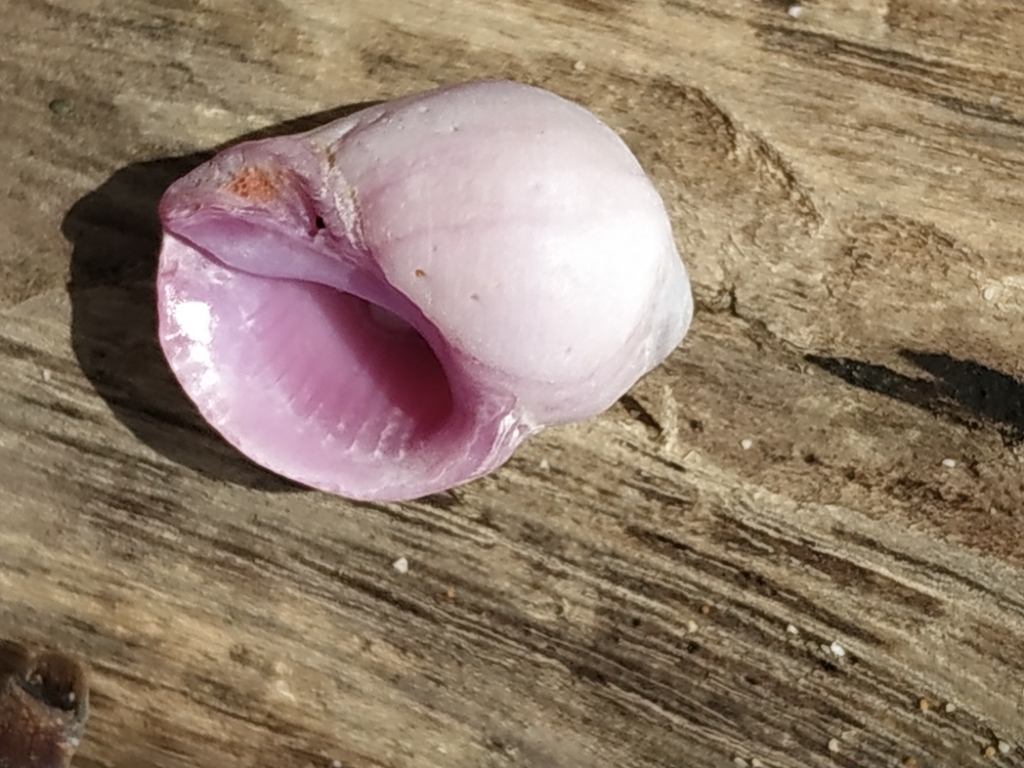 Purple coral snail