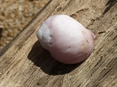 Coralliophila violacea