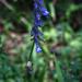 Salvia helianthemifolia - Photo (c) Pablo Leautaud,  זכויות יוצרים חלקיות (CC BY-NC)