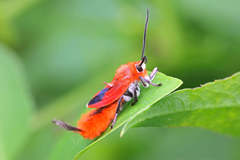 Phauda flammans