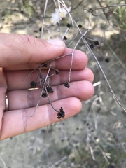 Malacothrix saxatilis tenuifolia