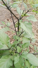 Solanum