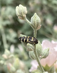 Acmaeodera alicia