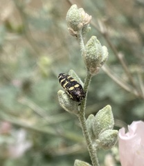 Acmaeodera alicia