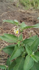 Solanum