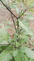 Solanum