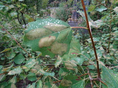 Phyllonorycter apparella