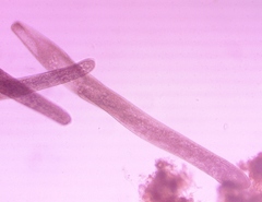 Spirostomum ambiguum