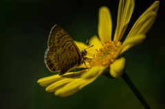 Leptotes trigemmatus