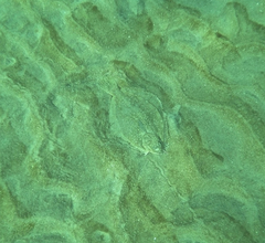 Rhombosolea tapirina