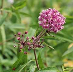 Asclepias incarnata