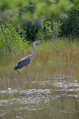 Ardea herodias herodias