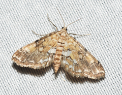 Elophila faulalis