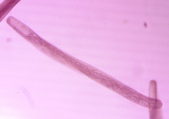 Spirostomum ambiguum