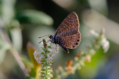 Leptotes trigemmatus