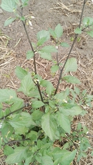 Solanum