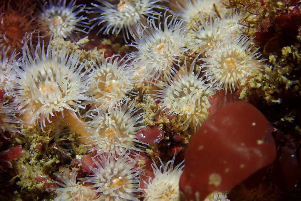 Metridium exilis