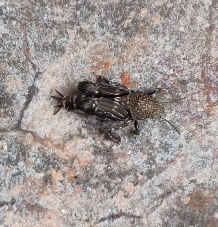 Xya marmorata