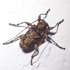 Oreodera brailovskyi