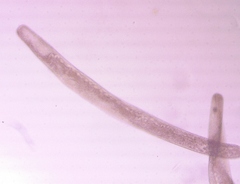 Spirostomum ambiguum