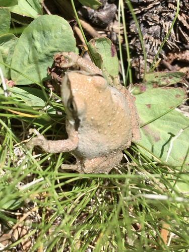iNaturalist observation photo of Pacific chorus frog