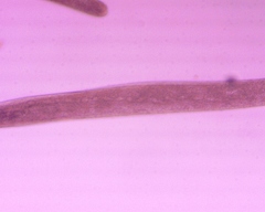 Spirostomum ambiguum