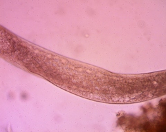 Spirostomum ambiguum