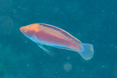 Cirrhilabrus beauperryi