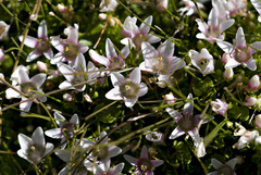 Lysimachia buxifolia