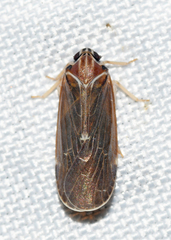 Synecdoche impunctata