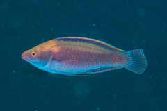 Cirrhilabrus beauperryi