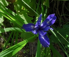 Iris macrosiphon