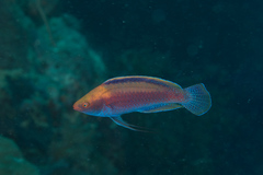 Cirrhilabrus beauperryi