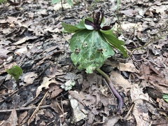 Trillium stamineum
