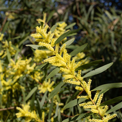 Acacia longifolia sophorae