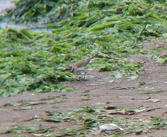 Charadrius dubius