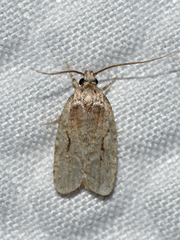 Agonopterix curvilineella
