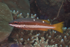 Lutjanus biguttatus