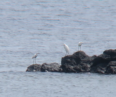 Egretta eulophotes