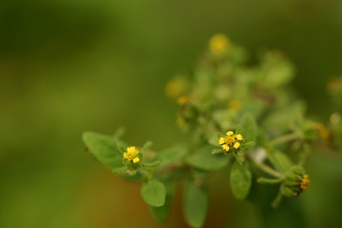 Sigesbeckia orientalis observed 2004-06-12