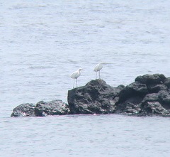 Egretta eulophotes