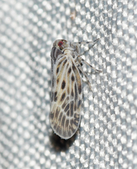 Cedusa maculata